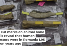 Several fossils with possible cut marks from Grăunceanu, Romania. Briana Pobiner